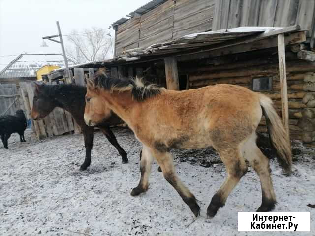 Лошадь Темясово - изображение 1
