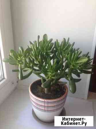 Толстянка Калуга