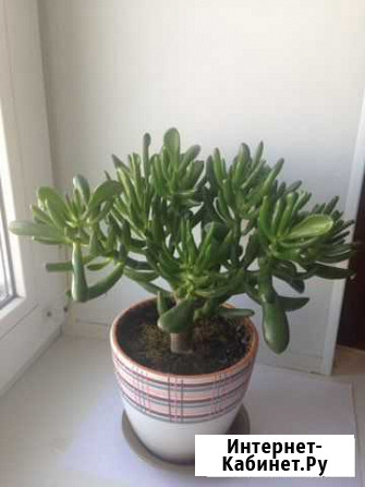 Толстянка Калуга - изображение 1