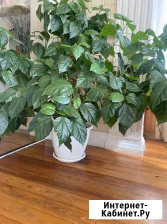 Гибискус китайская роза Краснодар - изображение 1