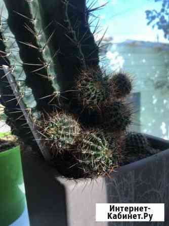 Кактус детки Оренбург