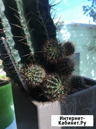 Кактус детки Оренбург - изображение 1