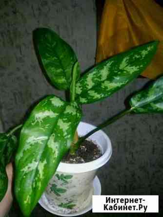 Аглоанема Омск