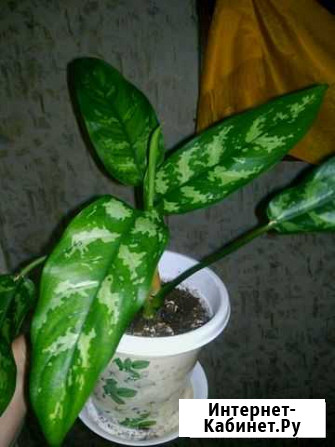 Аглоанема Омск - изображение 1