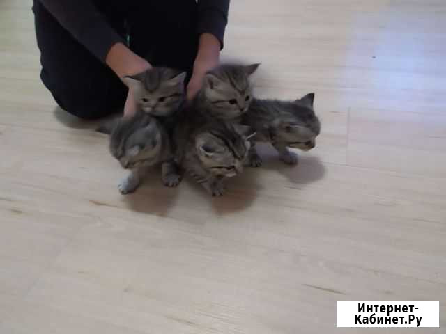 Шотландские котята Пермь - изображение 1