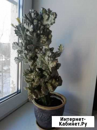 Кактус, Эуфорбия лактея Ярославль - изображение 1