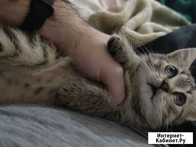 Кошка Грозный - изображение 1
