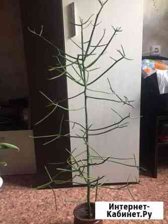 Молочай тирукали Воронеж