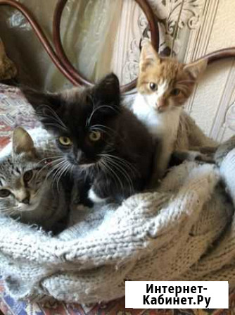 Котенок4 мес,паспорт прививка Туапсе - изображение 1