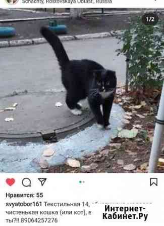 Кошка Шахты