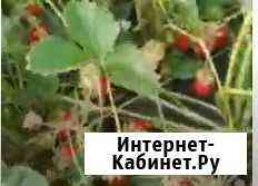 Рассада земклубники Виктория Славянск-на-Кубани