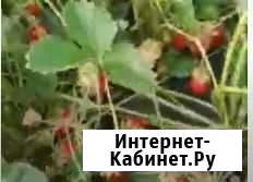 Рассада земклубники Виктория Славянск-на-Кубани - изображение 1