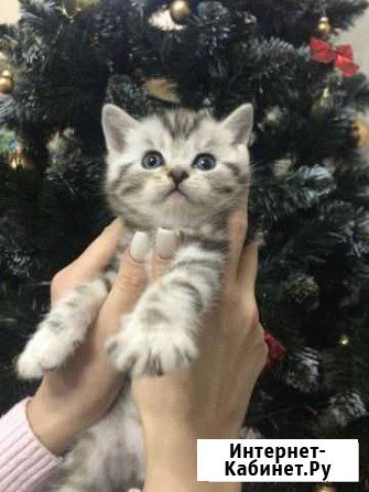 Шотландские котята Киров - изображение 1