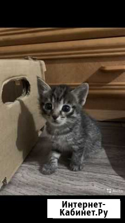 Котята в добрые руки Красноярск - изображение 1