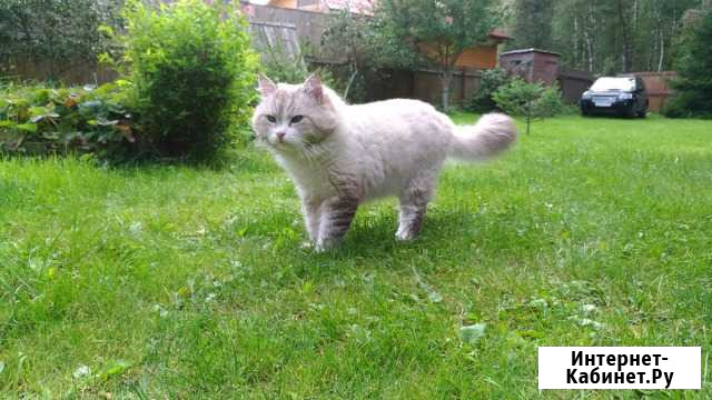 Невский маскарадный кот приглашает на вязку Видное - изображение 1