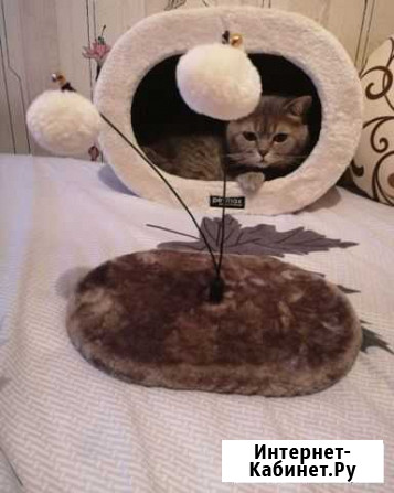 Кошачий домик Ряжск - изображение 1