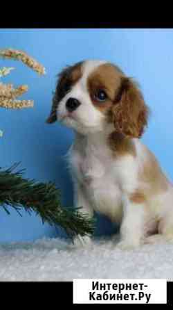Кавалер Кинг Чарльз спаниел ь Москва