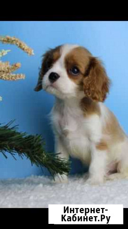 Кавалер Кинг Чарльз спаниел ь Москва - изображение 1