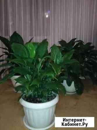 Спатифиллум Рязань