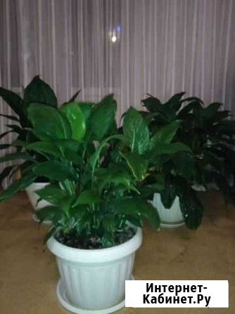 Спатифиллум Рязань - изображение 1