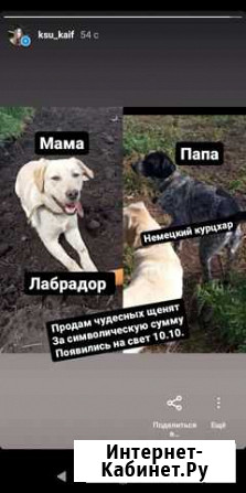 Щенки Белово - изображение 1
