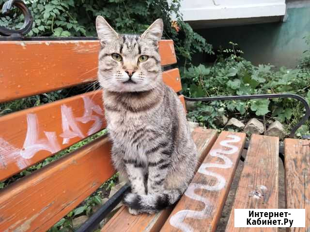 Ласковый кастрированный котик в добрые руки Белгород - изображение 1