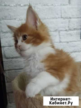 Котята мейн-кун Новосибирск - изображение 1