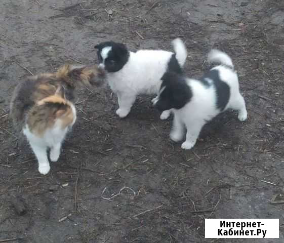 Щенки в хорошие руки Новая Таволжанка - изображение 1