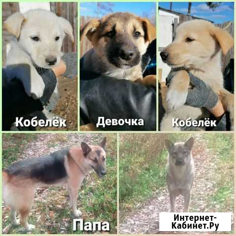 Собака Зея - изображение 1