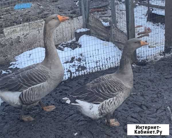 Семья Гусей Ульяновск - изображение 1