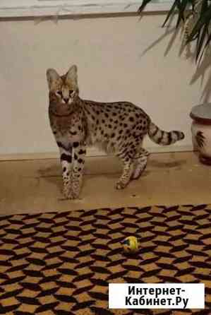 Саванна кот на вязку Санкт-Петербург