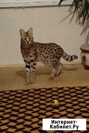 Саванна кот на вязку Санкт-Петербург - изображение 1