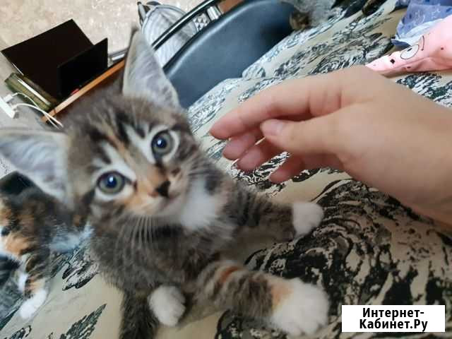 Отдам котят Благовещенск - изображение 1