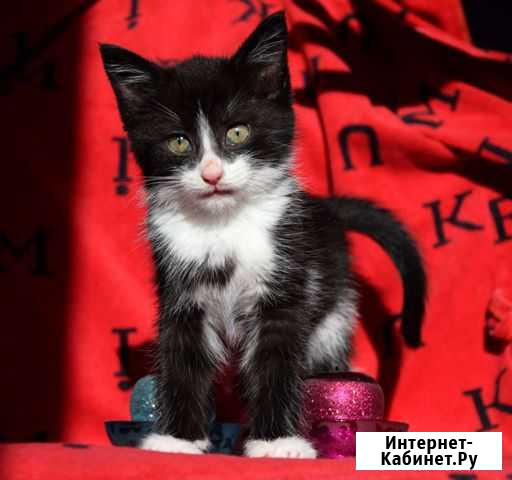 Котёнок - девочка в добрые руки Раменское - изображение 1