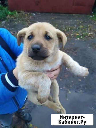 Щенки с Заволжья Ярославль - изображение 1