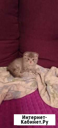 Котенок шотландка Белгород - изображение 1