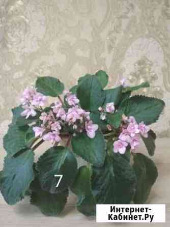 Замиокулькас Молочай Фиалки Омск