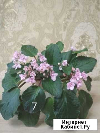 Замиокулькас Молочай Фиалки Омск - изображение 1