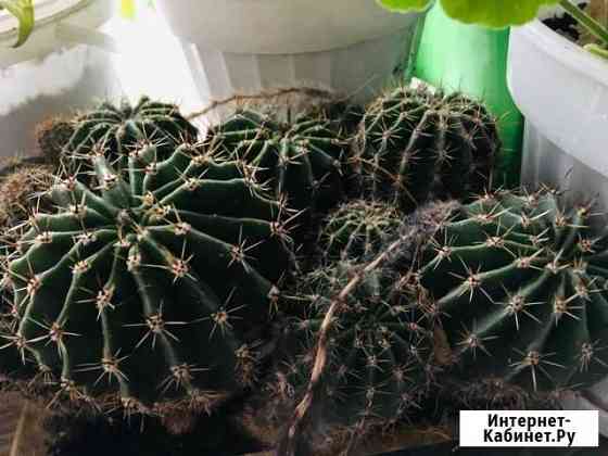 Кактус Иваново