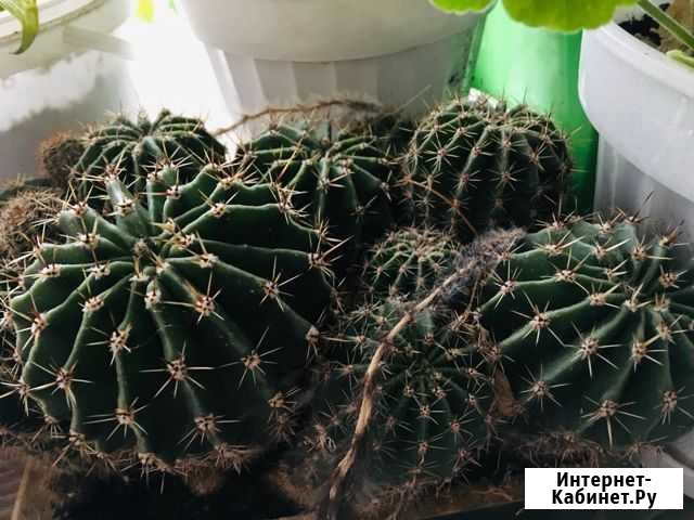 Кактус Иваново - изображение 1