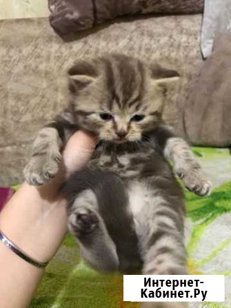 Котята Астрахань - изображение 1