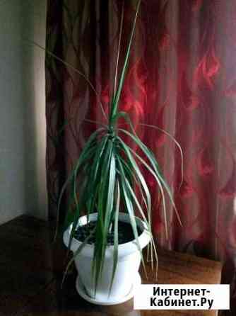 Драцена Белгород