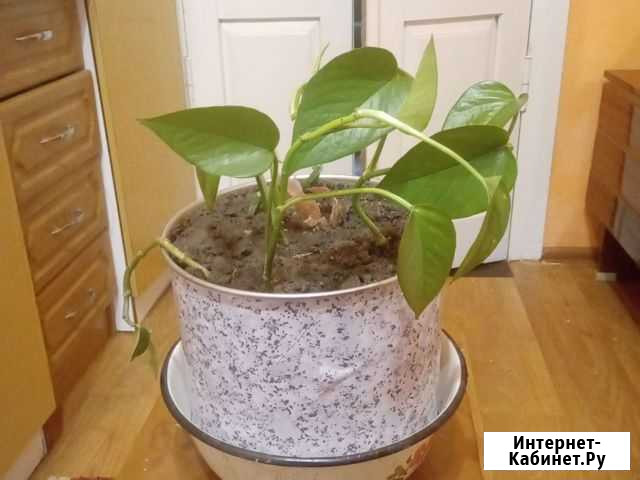 Комнатные растения Курсавка - изображение 1