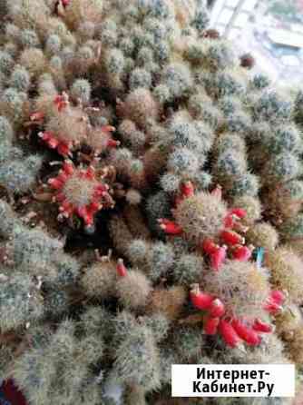 Кактус маммилярия Тула