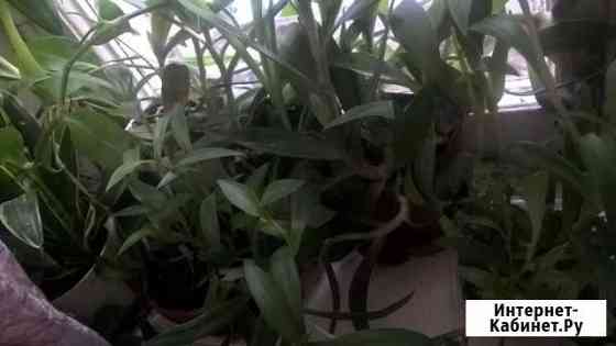 Традесканция Калининград