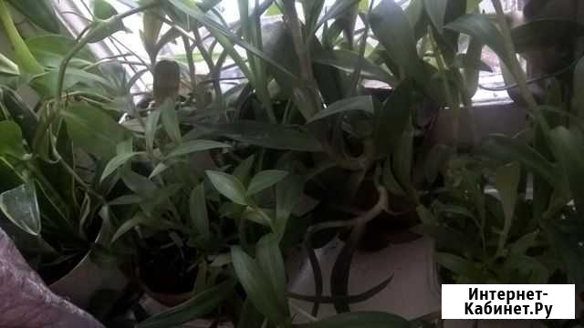 Традесканция Калининград - изображение 1