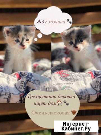 Котята в добрые руки Брянск - изображение 1