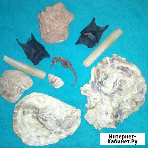 Тихоокеанские и морские аксессуары для аквариума Самара - изображение 1