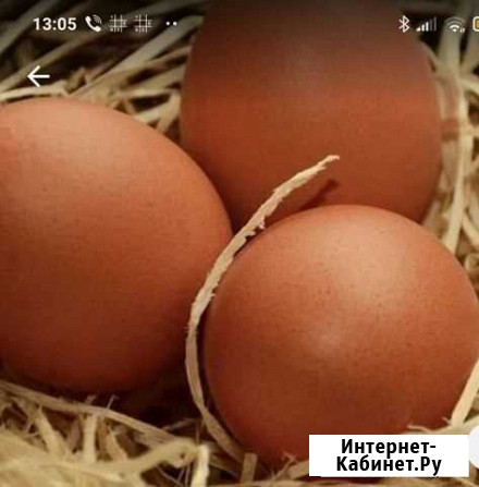 Инкуб яйцо Алексеевка - изображение 1