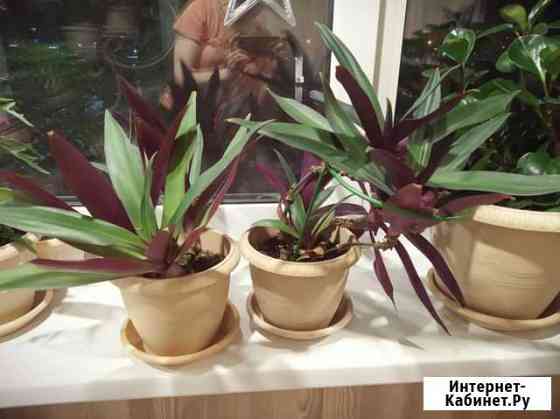 Рео традесканция в подарок Челябинск